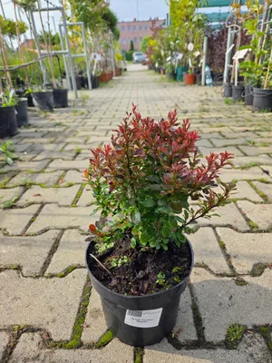 Zdjęcie produktu dla Berberis Thunbergii 'Bagatelle' - Berberys krzew ozdobny C2 - zestaw 3 sadzonek
