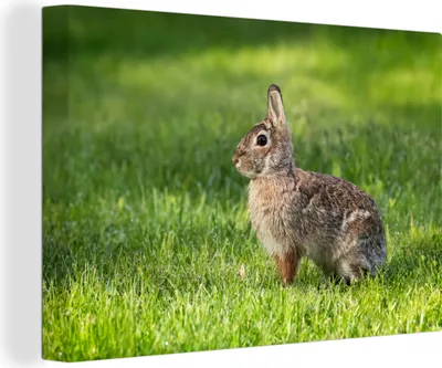 Produktbild von OneMillionCanvasses® - Leinwandbilder - 140x90 cm, Kaninchen - Gras - Tier, Wandbilder Kunstdruck Wanddekoration