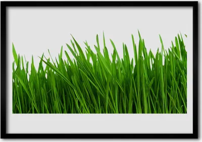 Produktbild von Bild 70x50 MDF-Rahmen Wandkunst Gras Natur Pflanze