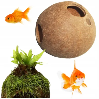 Produktbild von Aquariumdekoration Kokosnussschale Versteck 11cm