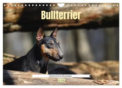 Produktbild von Bullterrier, liebenswerte Sturköpfe (Wandkalender 2027 DIN A4 quer), CALVENDO Monatskalender