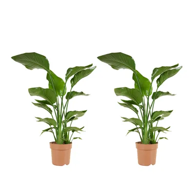 Image de Bloomique - Lot de 2 - Strelitzia Nicolai - Plante Strelitzia - Oiseau de paradis - Plante d'intérieur grande - Plante verte purificatrice d'air - Hauteur 70-80 cm - Pot de 17 cm