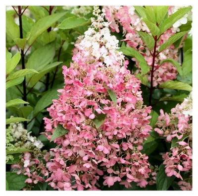 Produktbild von Rispenhortensie Pinky Winky®, Hydrangea, 40-60 cm im Topf