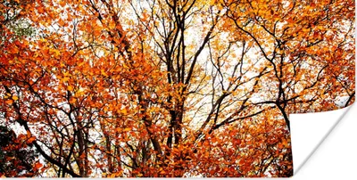 Produktbild von MuchoWow® Poster Wald - Herbst - Jahreszeiten 40x20 cm - Poster für die Wand - Poster Schlafzimmer