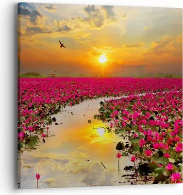Produktbild von Bild auf Leinwand - Leinwandbild - See Blumen - 40x40cm - Wand Bild - Wanddeko - Wandbilder - Leinwanddruck - Bilder - Kunstdruck - Wanddekoration - Leinwand bilder - Wandkunst - AC40x40-3769