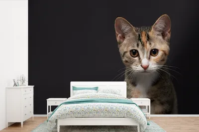Produktbild von MuchoWow® Fototapete für Wohnzimmer oder Schlafzimmer Wandtapete Vinyl Motivtapete Katze - Schwarz - Porträt - 420x280 cm - Zimmer für Kinder