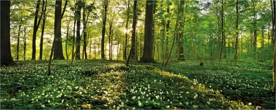 Produktbild von Wallario selbstklebendes Poster - Waldanemonen und Sonnenstrahlen im Wald, Größe: 50 x 125 cm
