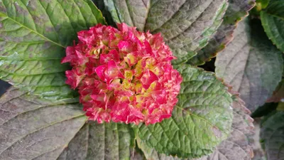 Image de Hydrangea macrophylla 'Rouge' / Hortensia Rouge