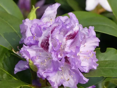 Produktbild von Rhododendron Hybride Blue Peter - Großblumige Alpenrose - 30-40 cm