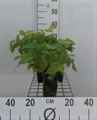 Produktbild von 6 x  Epimedium rubrum - Elfenblume - Topf 9 x 9 cm