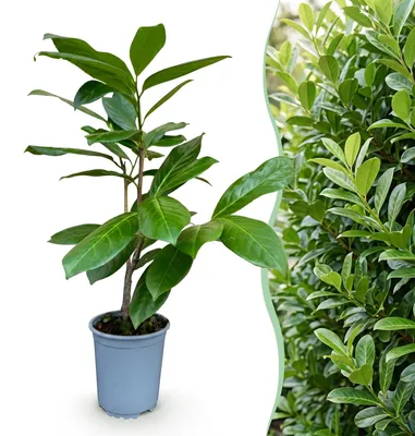 Image de Green boutiQ - 24x Prunus laur. Rotundifolia - Laurierkers - Haagplanten - Groenblijvend - Groen - Pot 9cm - Hoogte 25-35cm
