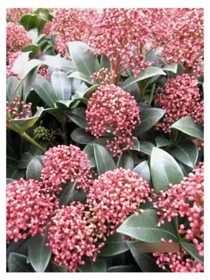 Produktbild von Skimmie Pink Dwarf - Skimmia japonica Pink Dwarf - 30-40 cm