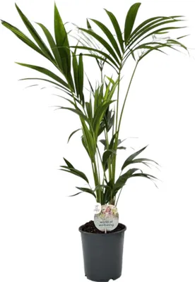 Zdjęcie produktu dla Trendyplants - Kentia Palm - Howea Forsteriana - Roślina domowa - Wysokość 120-140 cm - Rozmiar doniczki Ø21 cm