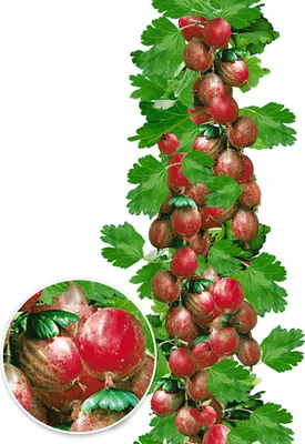 Produktbild von BALDUR Garten Rote Säulen-Stachelbeeren, 1 Pflanze, Ribes uva-crispa Säulenobst, winterhart, platzsparende Säule für kleine Gärten, Balkone & Terrassen