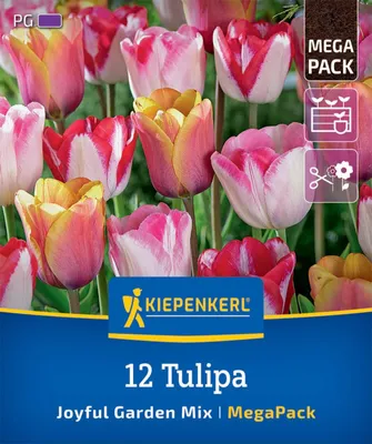 Produktbild von Kiepenkerl Mega-Pack Joyful Garden Tulipa hybrids 12 Zwiebeln