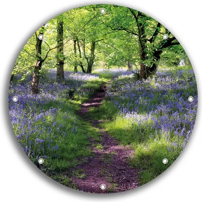 Produktbild von Wallario rundes Outdoor-Poster für Garten oder Balkon, Motiv Blaues Hasenglöckchen im Wald, 30 cm Durchmesser