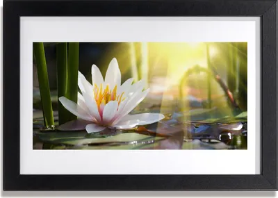 Produktbild von Bild 30x20 MDF-Rahmen Wandkunst Sun Water Lily Pond