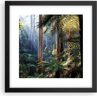 Produktbild von Gerahmtes Poster - Schwarzer Rahmen - Morgendämmerung Bäume Wald - 30x30 cm - Wand Bild - Wanddeko - Wandbilder - Kunstposter - Wandposter - Bilderrahmen - Bilder - Kunstdruck - P2BAC30x30-4403