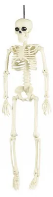 Image de PartyPro Squelette articule 40 cm Halloween