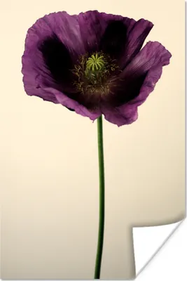 Produktbild von MuchoWow® Poster Nahaufnahme eines violetten Mohns 40x60 cm - Plakate für die Wand - Poster Babyzimmer