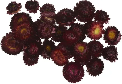 Produktbild von Strohblumenköpfe, ca. 20 - 30 g Rot