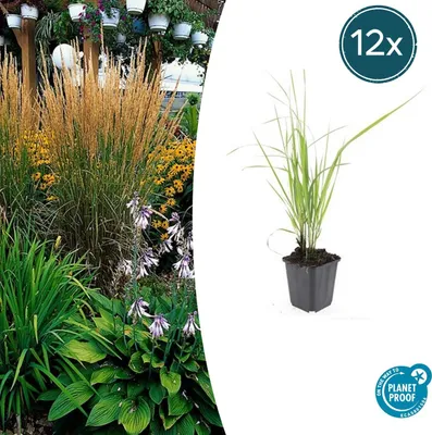 Image de Herbe ornementale - Calamagrostis acutiflora 'Karl Foerster' - Pot de 9 cm - Lot de 12 plantes