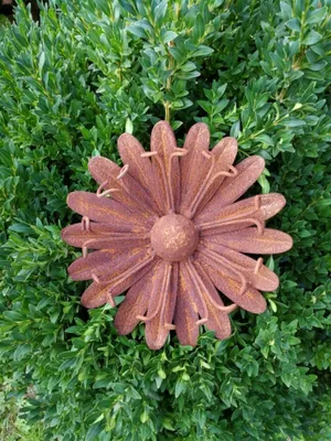 Immagine prodotto di Margherita fiore di ruggine