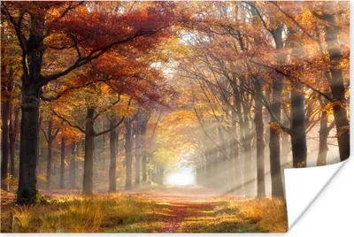 Produktbild von MuchoWow® Poster Herbst - Wald - Baum 60x40 cm - Schlafzimmerdekoration
