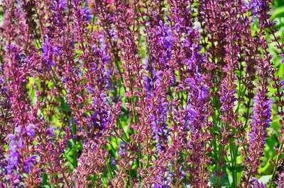 Obrázok produktu pre 6 x Salvia sylv. 'Dear Anja' - Hviezdicový mach - kvetináč 9 x 9 cm