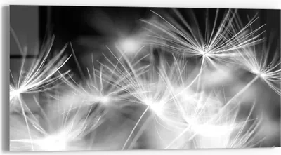 Produktbild von DEQORI Glasbild Echtglas 60x30 cm 'Pusteblumenflug' Wandbild Bild modern Deko