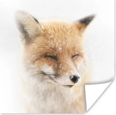 Produktbild von MuchoWow® Poster Fuchs - Schnee - Winter 75x75 cm - Wand Dekoration