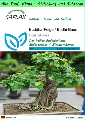 Produktbild von SAFLAX Garden to go - Buddha-Feige / Bodhi-Baum - Ficus religiosa - 100 Samen - Mit Topf, Klima - Deckel und Anzuchtsubstrat