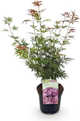 Image de Green boutiQ - Plante de terrasse - Érable japonais - Acer palmatum Jerre Swarts - Rouge foncé - 1 plante - À feuilles caduques - Pot de 19 cm, hauteur 70 cm