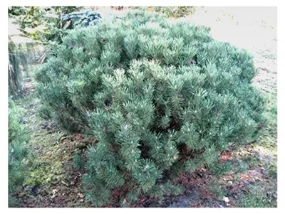 Produktbild von Krummholzkiefer - Pinus mugo var. mughus - 30-40 cm