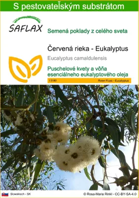 Obrázok produktu pre SAFLAX - Červená rieka - Eukalyptus - Eucalyptus camaldulensis - 200 Semená - S pestovateľským substrátom bez klíčkov