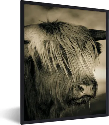 Produktbild von MuchoWow® Gerahmtes Poster Schottischer Highlander - Tiere - Haare 60x80 cm - Poster mit Schwarzem Bilderrahmen Wandposter Rahmen Foto Bilder - Premium - Wanddeko Wohnzimmer