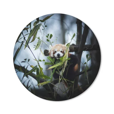 Produktbild von MuchoWow® Mauspad Mousepad Panda - Pflanzen - Zweige 30x30 cm - Mousepads - Maus Mat - Pad - Mausunterlage - Tischunterlage - Schreibtischmatten