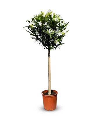 Immagine prodotto di Sunny Tree - Pianta - Oleandro su tronco - Nerium Oleander - Altezza 160 cm - Colore bianco - Pianta da esterno - Sempreverde
