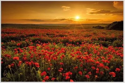 Produktbild von Wallario Wandbild Mohnblumenwiese bei Sonnenuntergang am Abend, Größe: 61 x 91,50 cm, Poster mit weißem Aluminiumrahmen