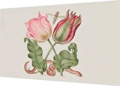 Produktbild von Selbstklebende Fototapete - Wandbilder für Wohnzimmer - 416x254 - Dekorative Wandfolie - Modernes Design für Wanddekoration - Tapeten für Innenräume - Tulpenschönheit