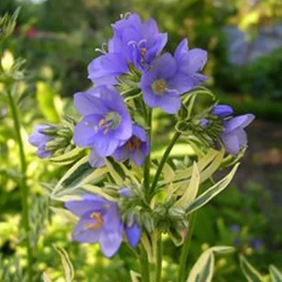 Immagine prodotto di 6 piante di Jakobsleiter (Polemonium caeruleum 'Brise D'Anjou') | Vaso da 9x9 cm