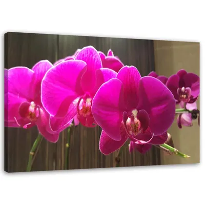 Obrázok produktu pre Obraz na plátne fuksiové orchidey 120x80 cm Feeby ružová maľba na stenu pripravené na zavesenie