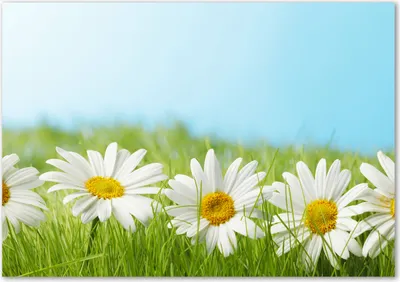 Produktbild von Tulup® Glas-Bild - 100 x 70 - Wandbild aus Glas - Wandkunst - Wandbild hinter gehärtetem Sicherheitsglas - Blumen & Pflanzen - Gänseblümchen - Grün