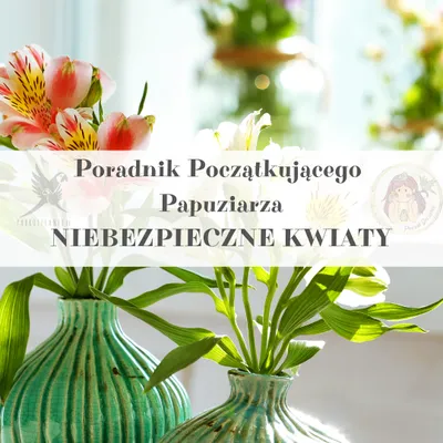 Zdjęcie produktu dla Poradnik ParrotPlanet - NIEBEZPIECZNE ROŚLINY DONICZKOWE- Poradnik Początkującego  Papuziarza