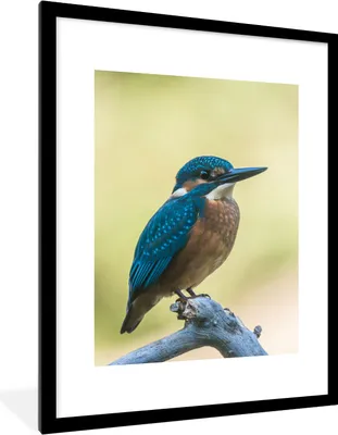 Produktbild von MuchoWow® Gerahmtes Poster Eisvogel - Zweig - Vogel 60x80 cm - Poster mit Schwarzem Bilderrahmen Wandposter Rahmen Foto Bilder - Wohnzimmer - Dekorationen - Prämie