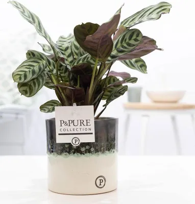 Obrázek produktu pro Ctenanthe Burle Marxii v keramickém kvetináci - Ø12cm Ø25cm - dekoracerativní