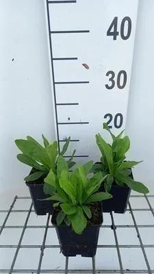 Produktbild von 6 x Digitalis ferr. 'Gelber Herold' - Fingerhut - Topf 9 x 9 cm
