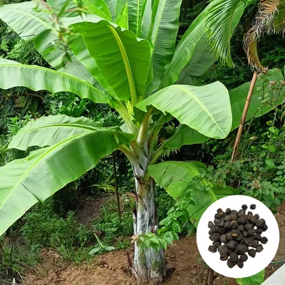 Produktbild von Ensete Glaucum Schneebananensamen - 50 Samen - Exotisch - Schneebanane