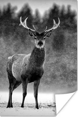 Produktbild von MuchoWow® Poster Tiere - Hirsche - Winter - Schwarz - Weiß 80x120 cm - Papierdruck