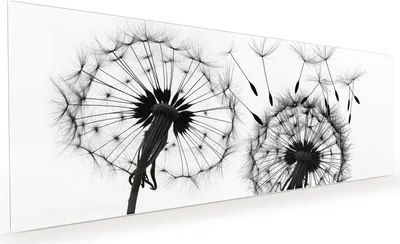 Produktbild von Küchenrückwand Spritzschutz Glas mit Motiv Pusteblumen 40 x 40 cm
